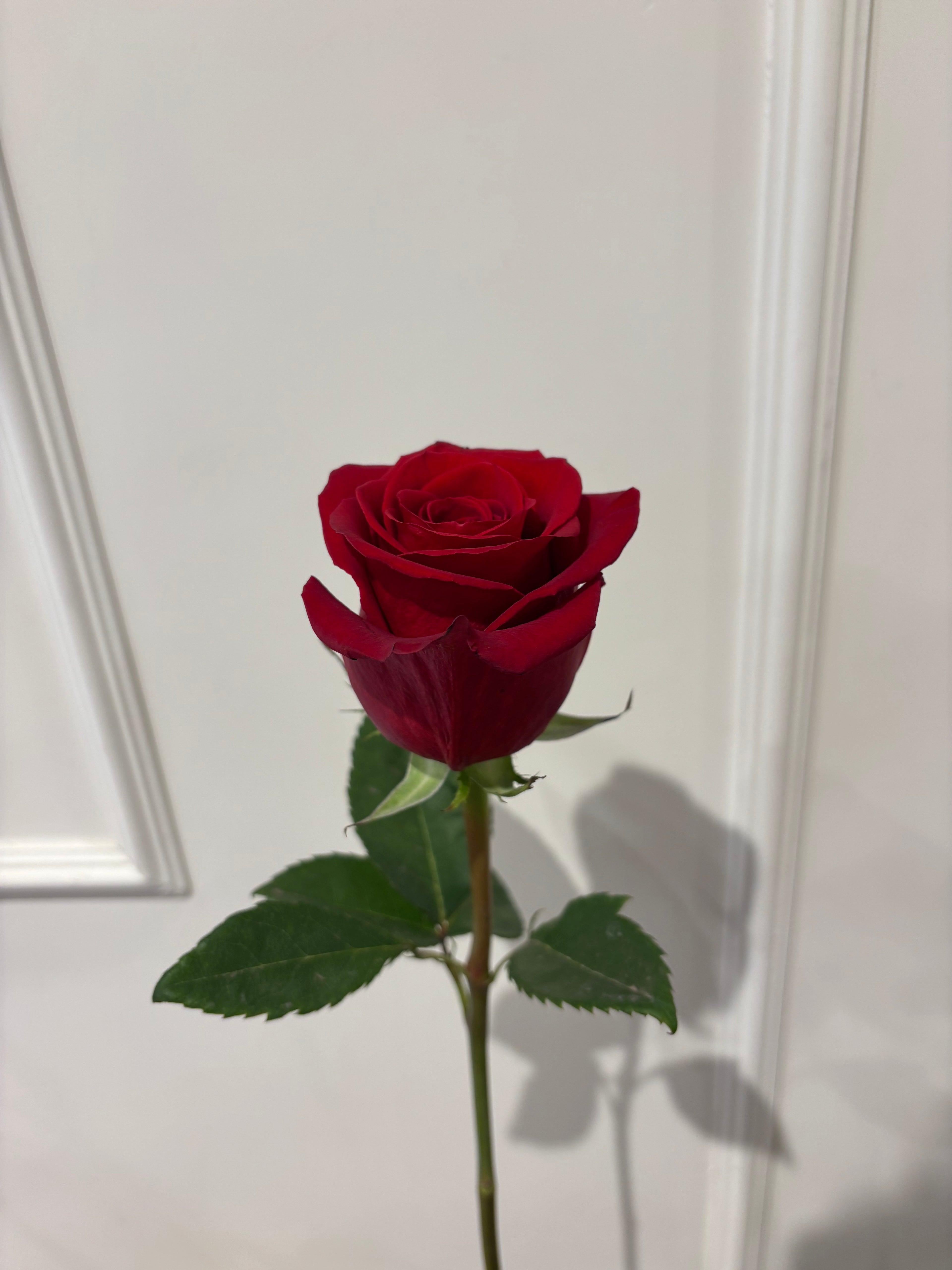 Single Rose