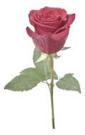 Single Rose