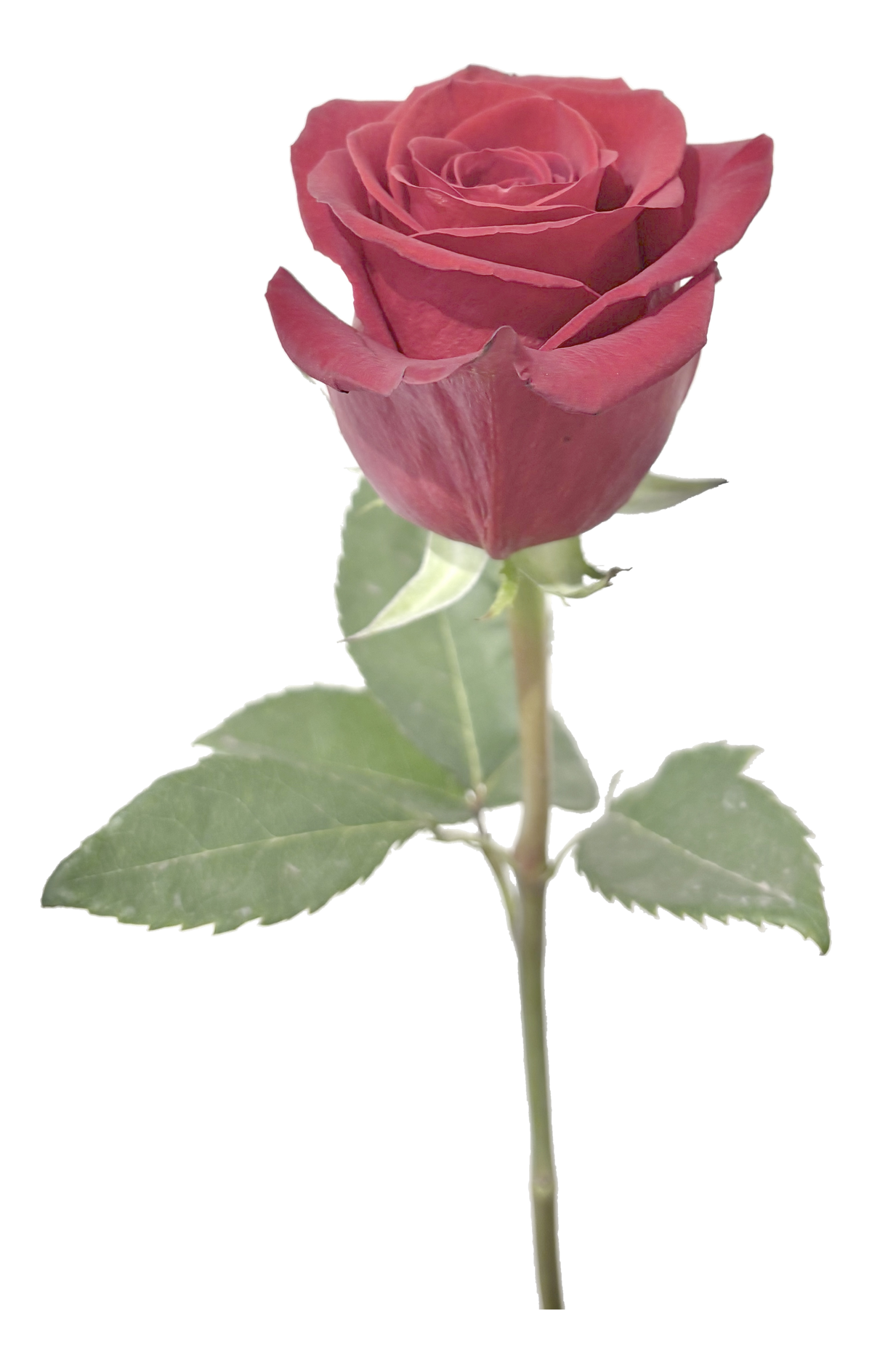 Single Rose