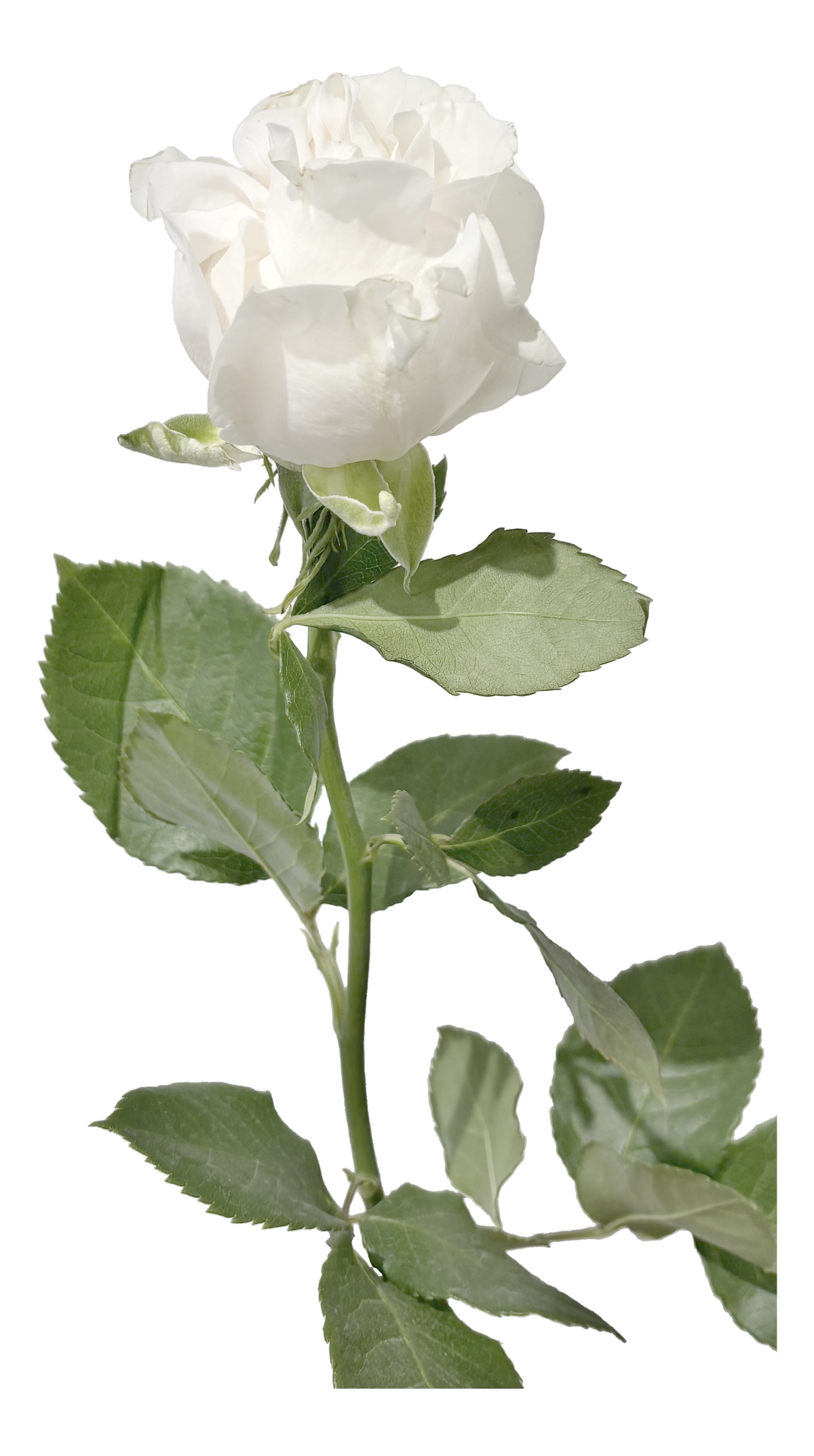 Single Rose