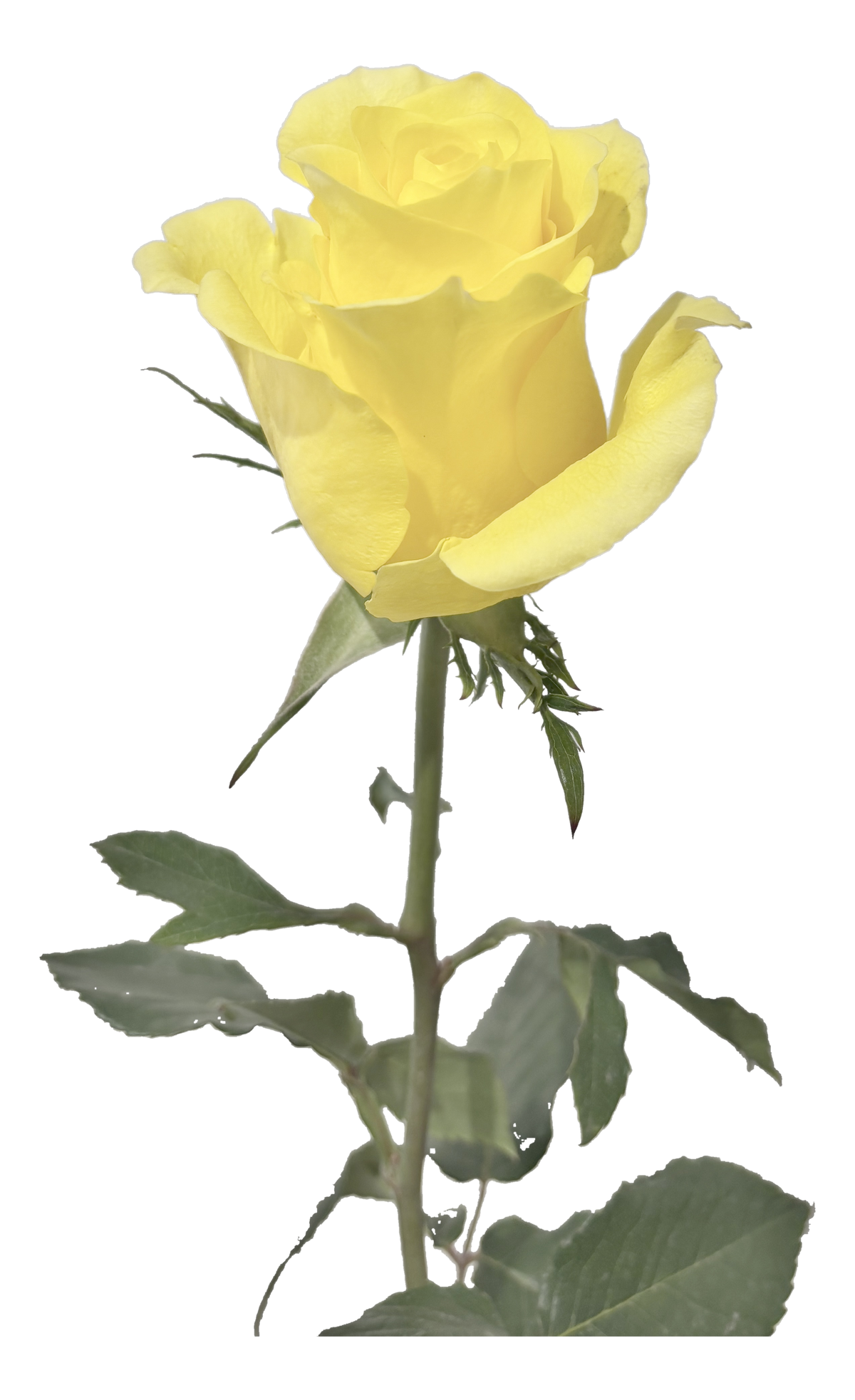 Single Rose