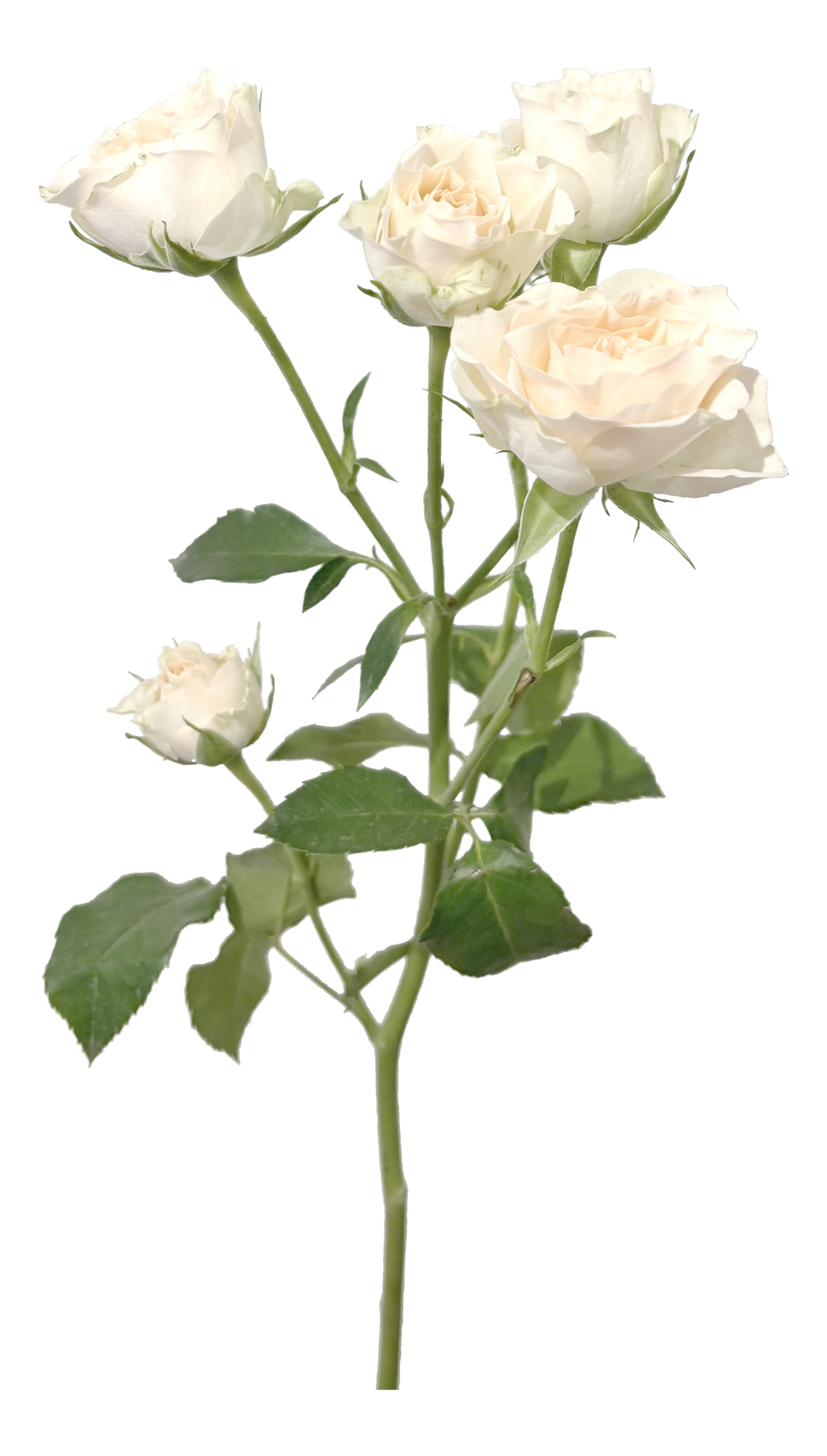 Single Rose