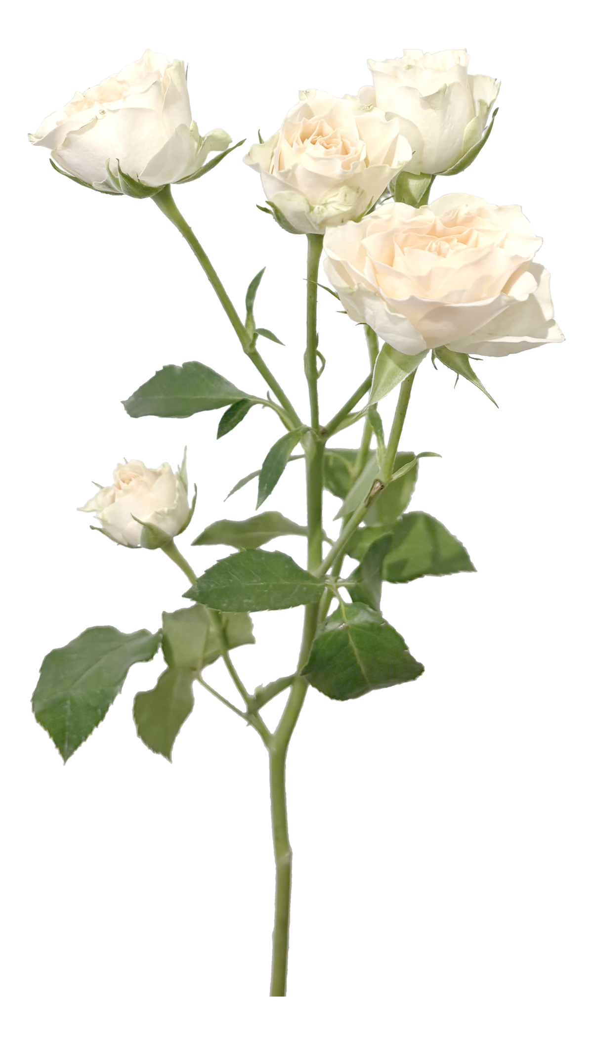 Single Rose