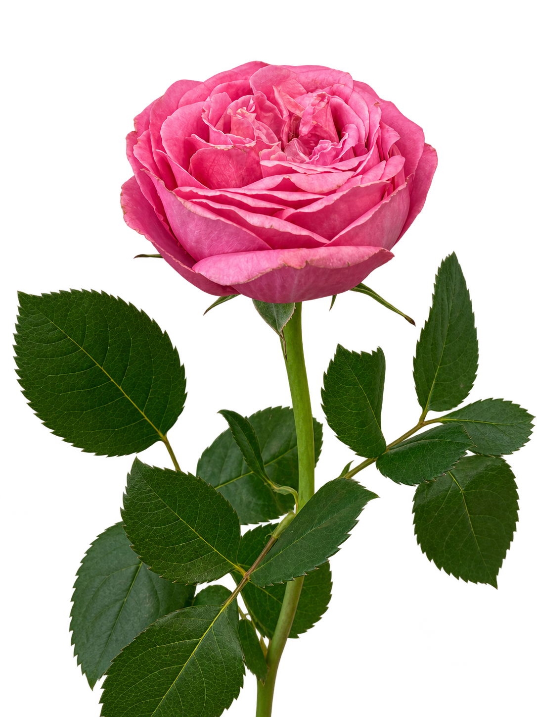 Single Rose