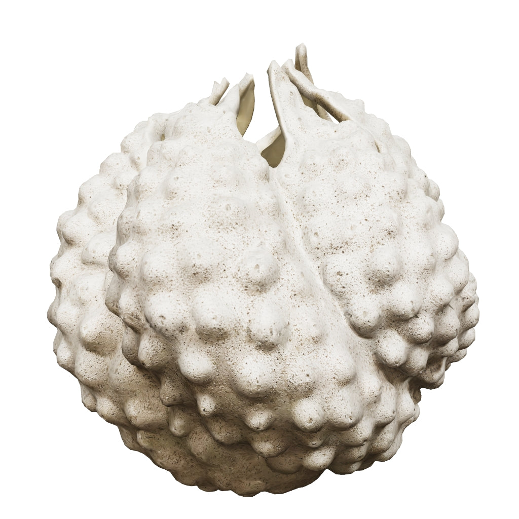 Reef Vase