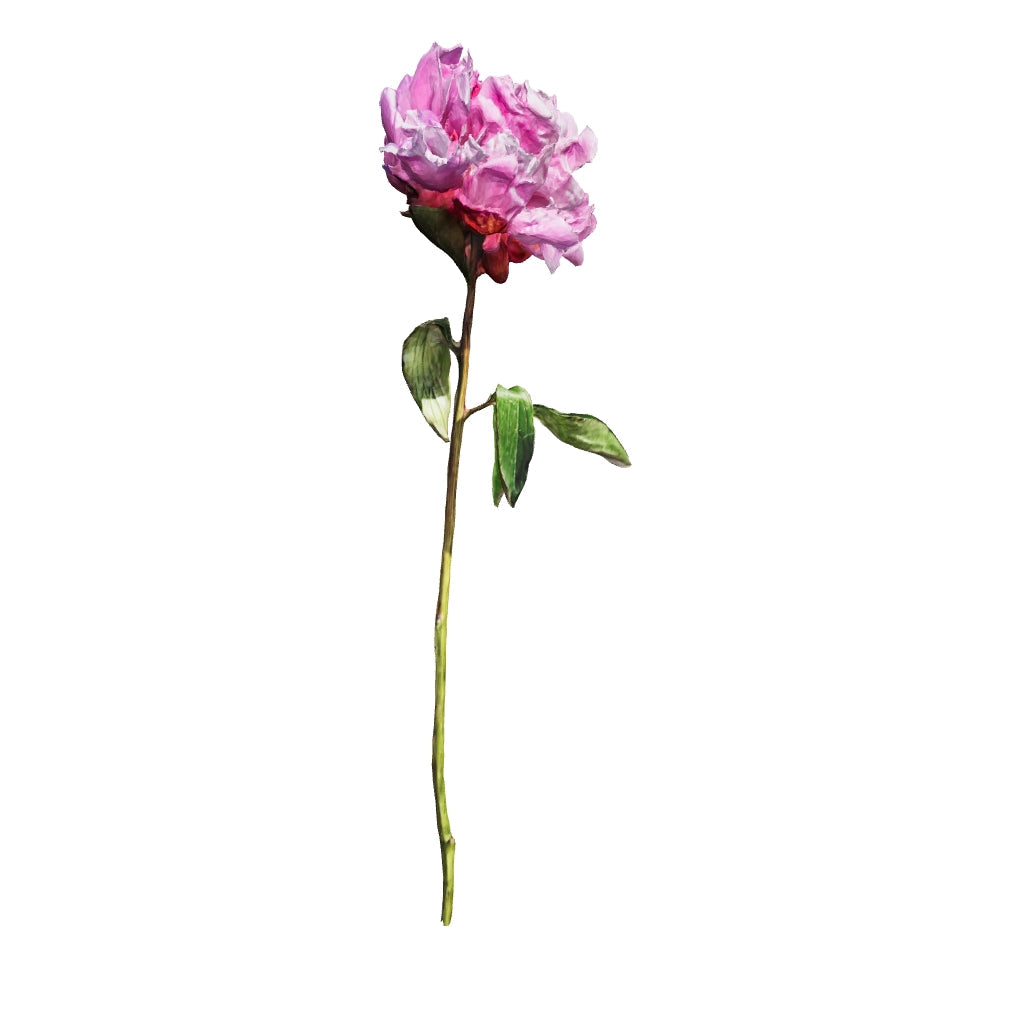 Single Peony