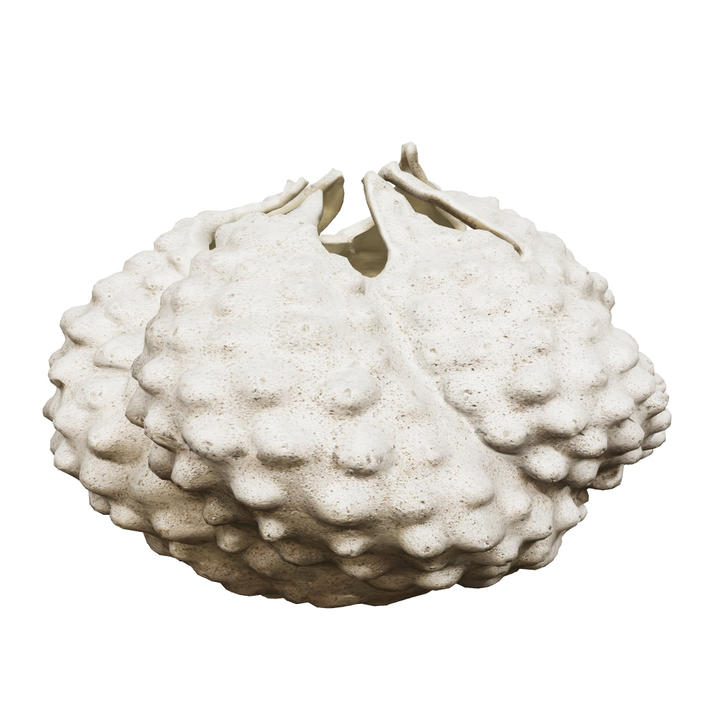 Small Reef Vase