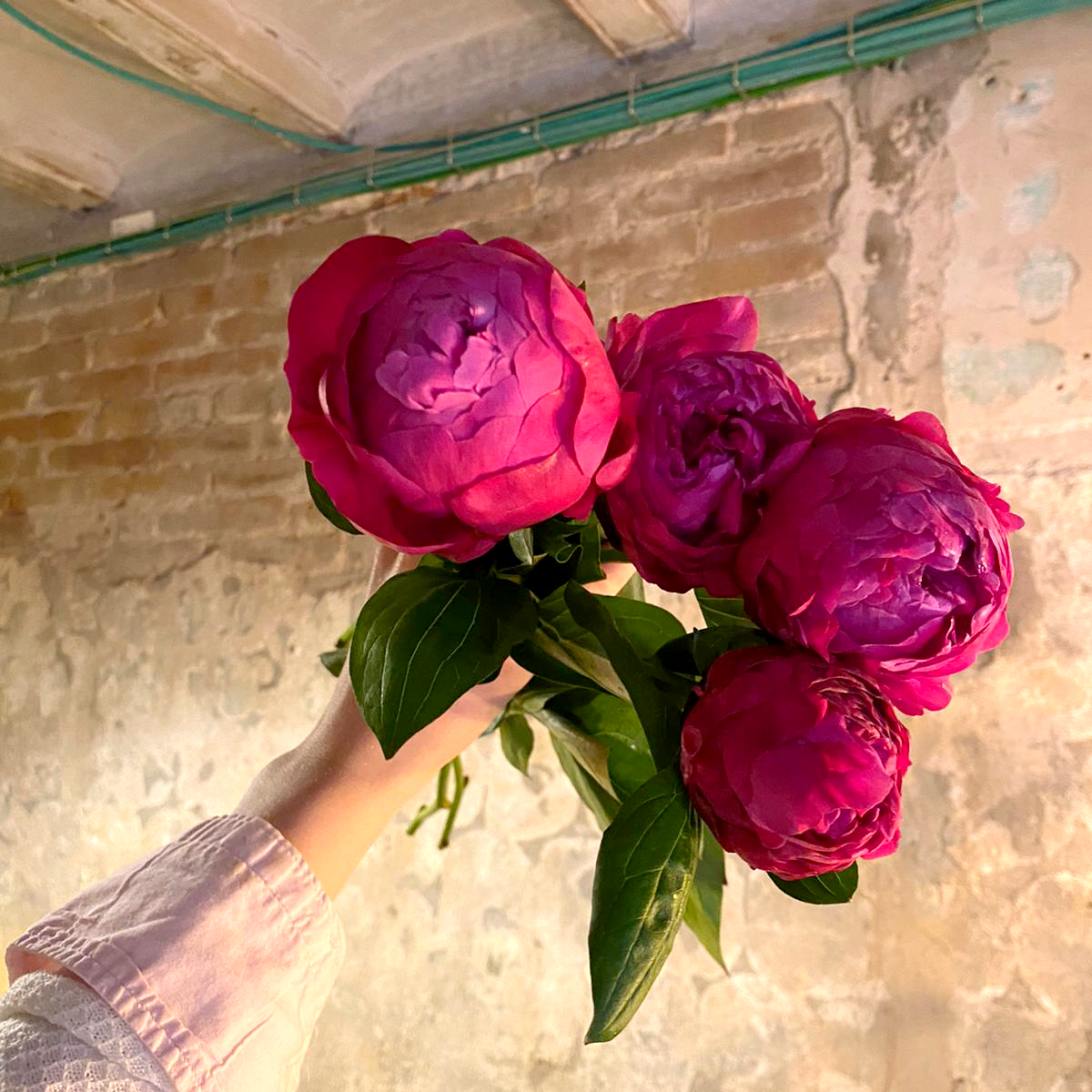 Peonias del mercado