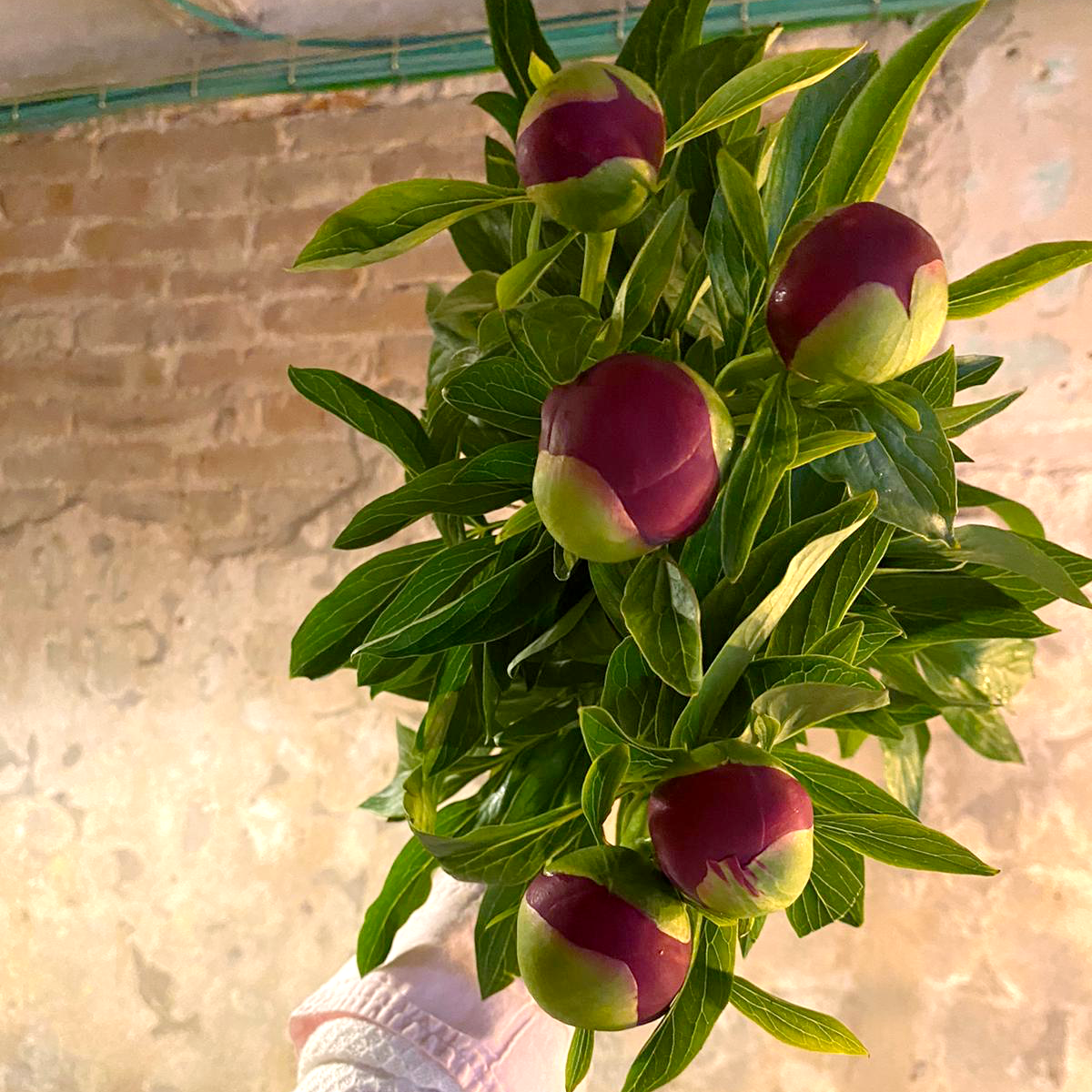 Peonias del mercado